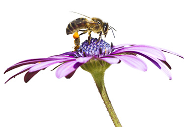Qué son, cuántos y cuáles? | Las abejas | SIAPrendes, sitio infantil del  SIAP, México
