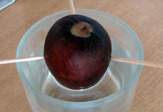 Imagen de un hueso de aguacate con cuatro palillos clavados, puesto sobre un vaso con agua