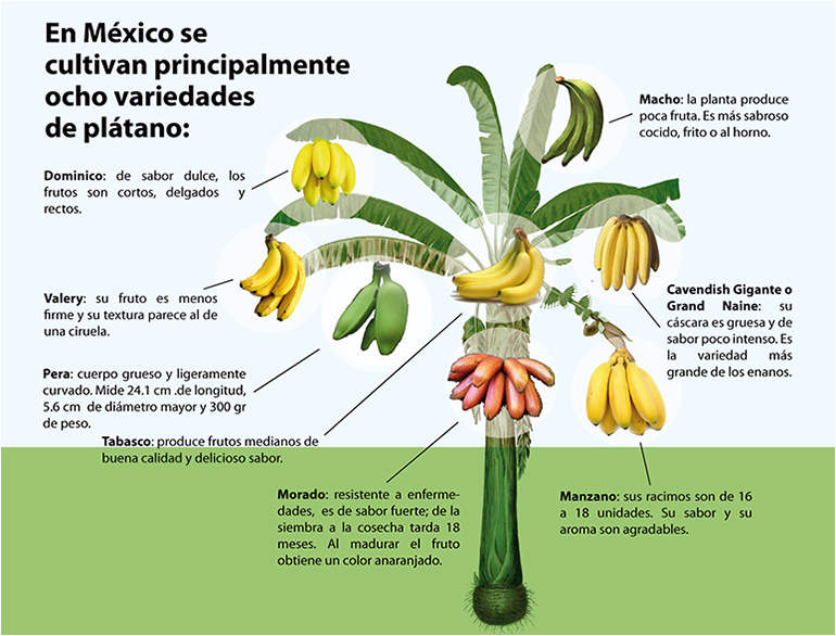 Las ocho variedades de plátano que se cultivan en México: dominico, enano gigante, macho, manzano, morado, pera, tabasco y valery