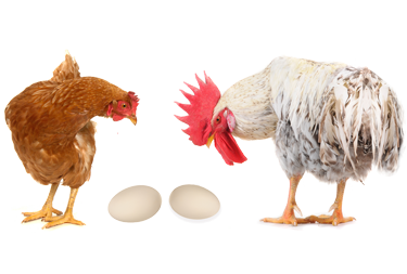 Pollo, huevo, gallo