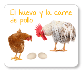 El huevo y el pollo. ¿Qué es la avicultura? ¿Cómo se producen huevos y se crían gallinas? ¿Cuánto producimos en México? 